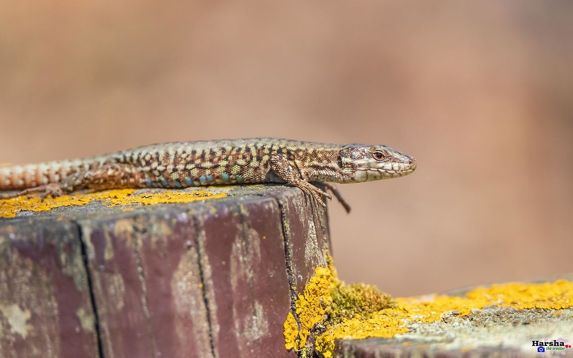 Podarcis_muralis Common Wall Lizard (Podarcis muralis Common wall lizard,France,Geotagged,Podarcis muralis,Spring