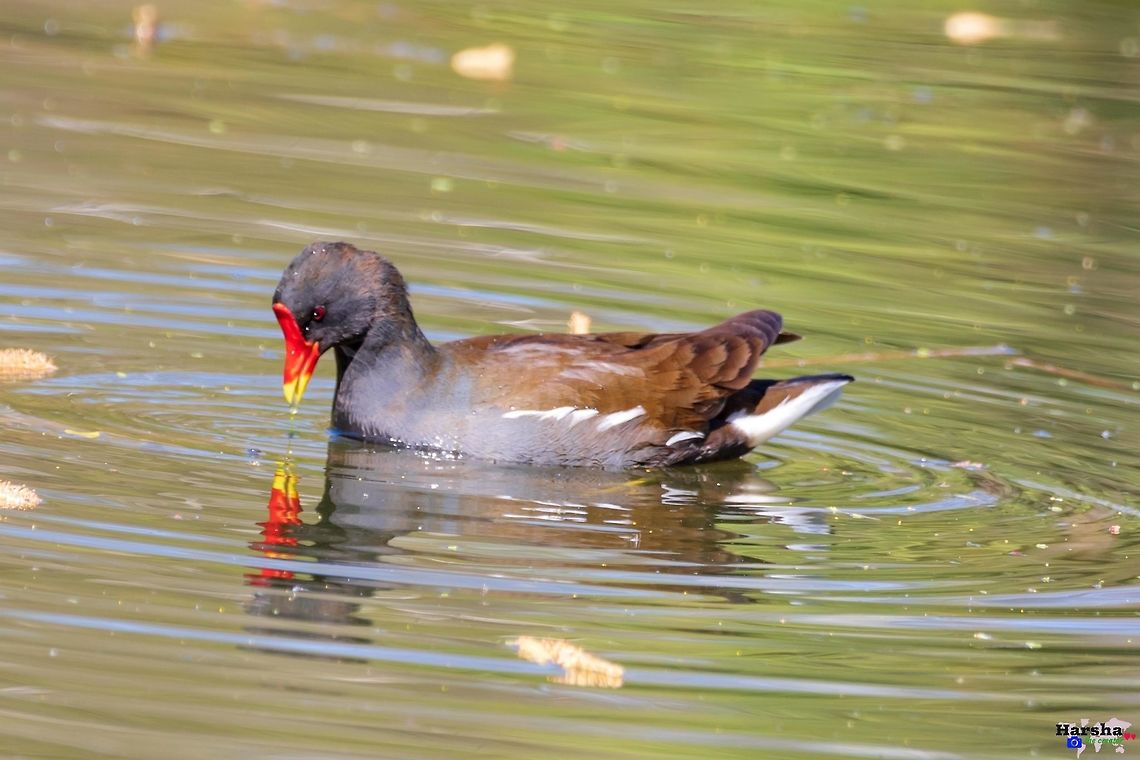 common gallinule  : Gallinula galeata common gallinule <br />
Scientific name  : Gallinula galeata Common gallinule,France,Gallinula galeata,Geotagged,Spring