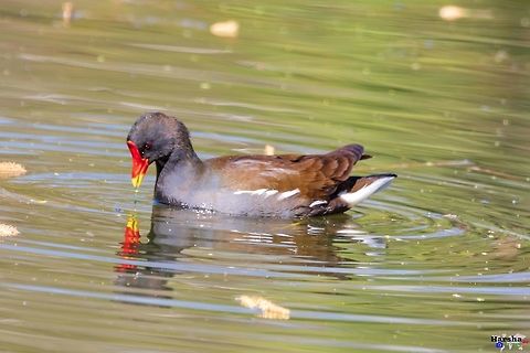 common gallinule  : Gallinula galeata common gallinule 
Scientific name  : Gallinula galeata Common gallinule,France,Gallinula galeata,Geotagged,Spring