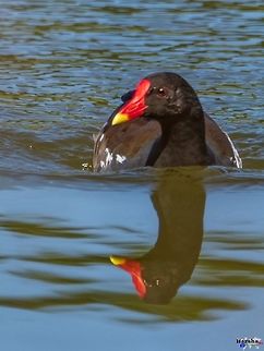 common_gallinule_-_Gallinula_galeata_ common gallinule -

 Scientific name  : Gallinula galeata Common gallinule,France,Gallinula galeata,Geotagged,Spring