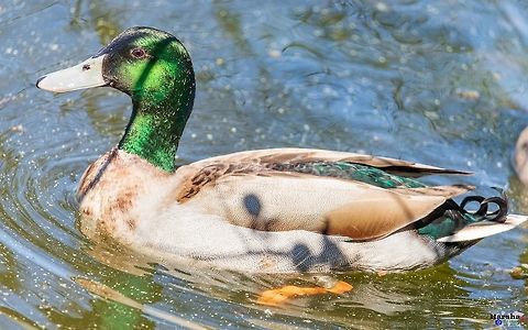 Male Mallard duck - Anas platyrhynchos Male Mallard duck - Anas platyrhynchos Anas platyrhynchos,France,Geotagged,Mallard,Spring