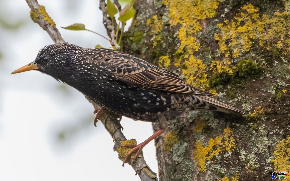 Common Starling - Sturnus vulgaris Common Starling - Sturnus vulgaris Common Starling,France,Geotagged,Spring,Sturnus vulgaris