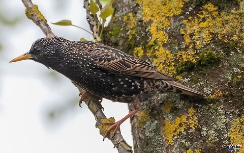 Common Starling - Sturnus vulgaris Common Starling - Sturnus vulgaris Common Starling,France,Geotagged,Spring,Sturnus vulgaris