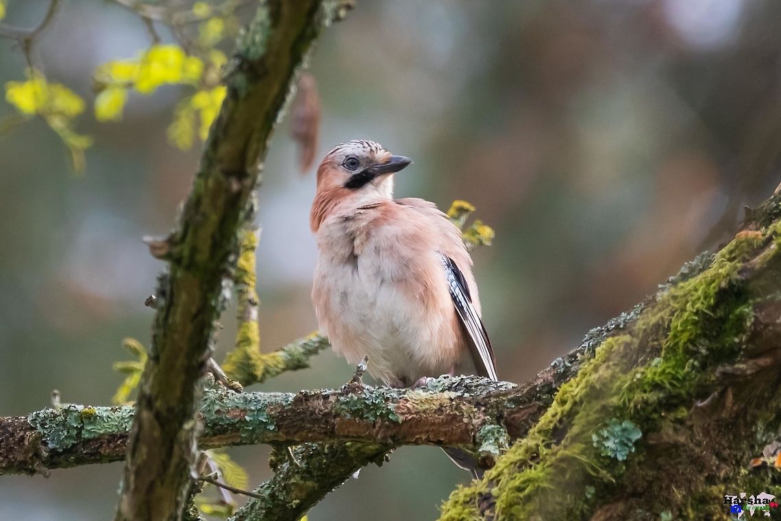 Eurasian_Jay Eurasian Jay Eurasian Jay,France,Garrulus glandarius,Geotagged,Spring