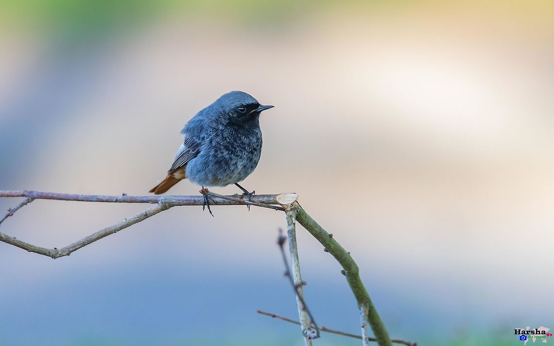 Black Redstart - Phoenicurus ochruros gibraltariensis Black Redstart-Phoenicurus ochruros gibraltariensis  Black Redstart,France,Geotagged,Phoenicurus ochruros,Spring