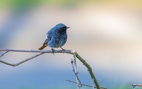 Black Redstart - Phoenicurus ochruros gibraltariensis Black Redstart-Phoenicurus ochruros gibraltariensis  Black Redstart,France,Geotagged,Phoenicurus ochruros,Spring