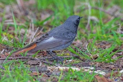 Black_Redstart_(1_of_1)  Black Redstart,France,Geotagged,Phoenicurus ochruros,Spring