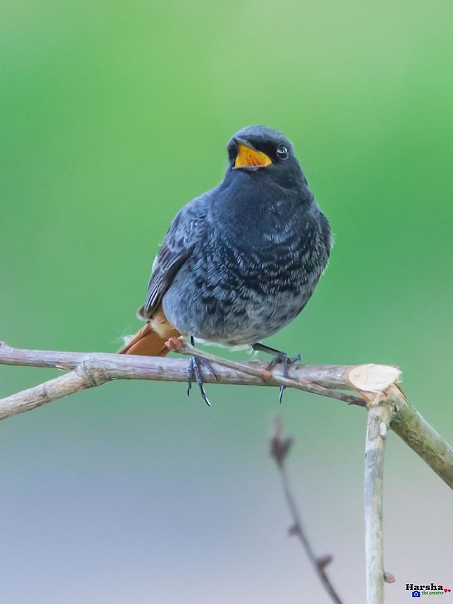 Black Redstart, France Black Redstart<br />
Phoenicurus ochruros Black Redstart,France,Geotagged,Phoenicurus ochruros,Spring