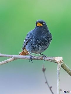 Black Redstart, France Black Redstart
Phoenicurus ochruros Black Redstart,France,Geotagged,Phoenicurus ochruros,Spring