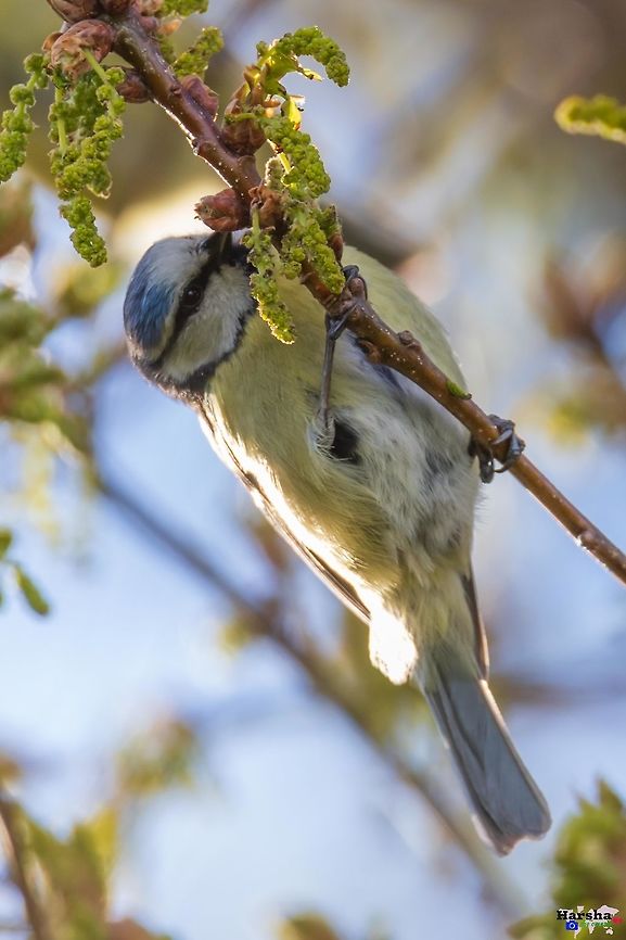 Eurasian_blue_tit Eurasian_blue_tit Cyanistes caeruleus,Eurasian blue tit,France,Geotagged,Spring