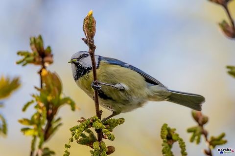 Eurasian blue tit perched  Cyanistes caeruleus,Eurasian blue tit,France,Geotagged,Spring