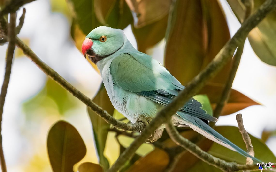 BLUE-_INDIAN_-RINGNECK_-PARAKEET_(1_of_1)  France,Geotagged,Psittacula krameri,Rose-ringed parakeet,Spring