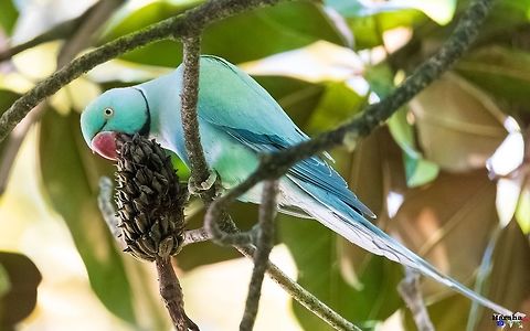 BLUE-_INDIAN_-RINGNECK_-PARAKEET_2_(1_of_1) BLUE INDIAN RINGNECK PARAKEET

Psittacula krameri France,Geotagged,Psittacula krameri,Rose-ringed parakeet,Spring