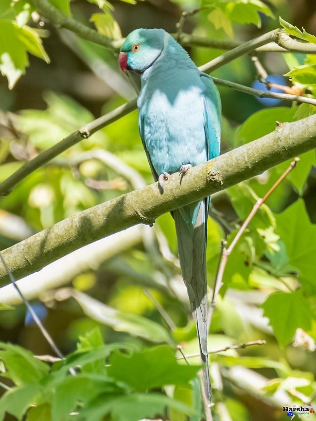 BLUE_INDIAN_RINGNECK_PARAKEET_(1_of_1) BLUE INDIAN RINGNECK PARAKEET<br />
<br />
Psittacula krameri France,Geotagged,Psittacula krameri,Rose-ringed parakeet,Spring