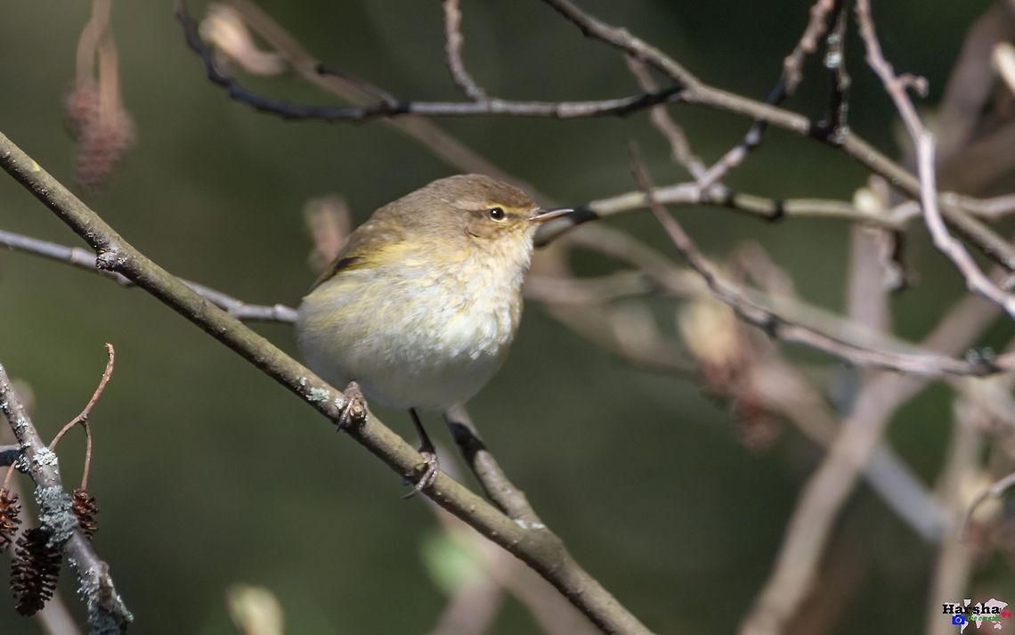 willow_warbler willow_warbler France,Geotagged,Phylloscopus trochilus,Spring,willow warbler