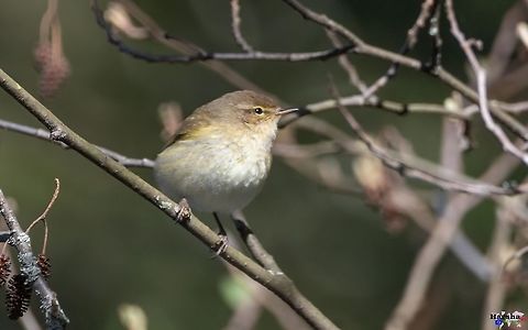 willow_warbler willow_warbler France,Geotagged,Phylloscopus trochilus,Spring,willow warbler