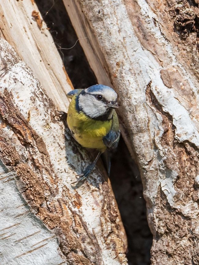 Eurasian blue tit in house  Cyanistes caeruleus,Eurasian blue tit,France,Geotagged