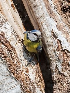 Eurasian blue tit in house  Cyanistes caeruleus,Eurasian blue tit,France,Geotagged