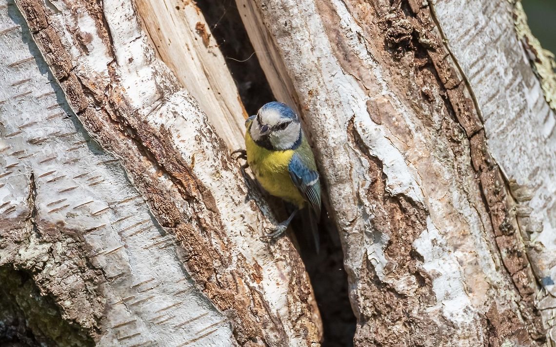 Eurasian blue tit in house, France  Cyanistes caeruleus,Eurasian blue tit,France,Geotagged