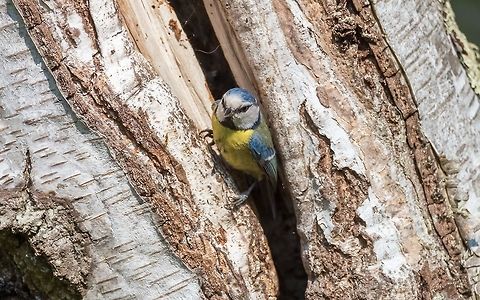 Eurasian blue tit in house, France  Cyanistes caeruleus,Eurasian blue tit,France,Geotagged