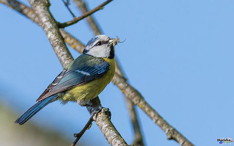 Eurasian blue tit on branch  Cyanistes caeruleus,Eurasian blue tit,France,Geotagged,Spring