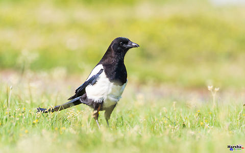 Eurasian magpie, France  Eurasian magpie,France,Geotagged,Pica pica,Spring