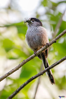 Long-tailed Tit Long-tailed Tit Aegithalos caudatus,France,Geotagged,Long-tailed tit,Spring