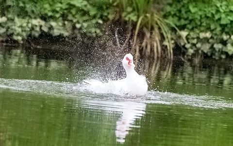 Muscovy duck - Cairina moschata Muscovy_duck_-_Cairina_moschata Cairina moschata,France,Geotagged,Muscovy duck