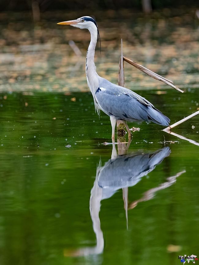Grey heron - Ardea cinerea grey heron - Ardea cinerea  Ardea cinerea,France,Geotagged,Grey heron