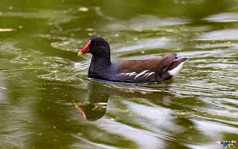 Common gallinule - Gallinula galeata Common_gallinule Common Moorhen,Common gallinule,France,Gallinula chloropus,Gallinula galeata,Geotagged