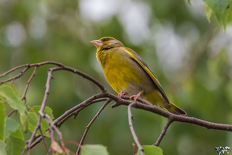 European Greenfinch European Greenfinch Chloris chloris,European Greenfinch,France,Geotagged,Piranga rubra,Spring,Summer Tanager