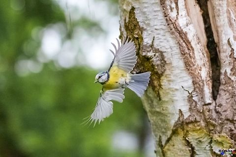 going to find food for my kids going to find food for my kids
Eurasian blue tit
Scientific name: - Cyanistes caeruleus Cyanistes caeruleus,Eurasian blue tit,France,Geotagged