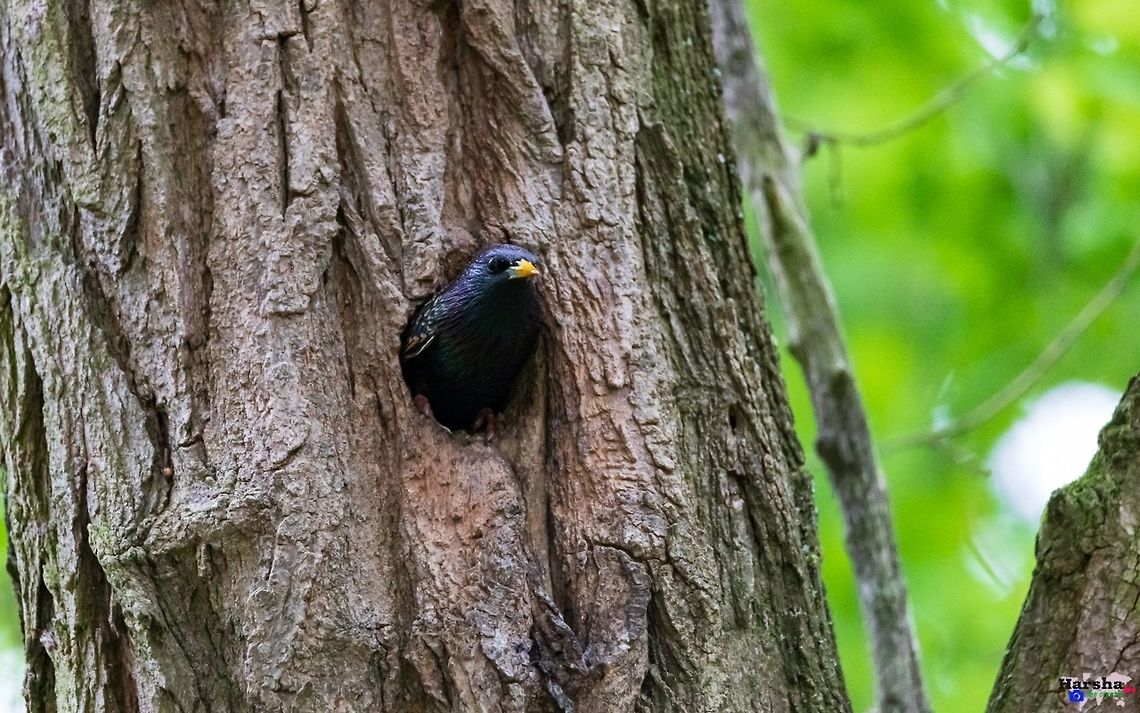 Common Starling in it's home Common Starling - Sturnus vulgaris Common Starling,France,Geotagged,Sturnus vulgaris