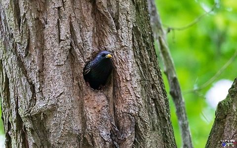 Common Starling in it's home Common Starling - Sturnus vulgaris Common Starling,France,Geotagged,Sturnus vulgaris