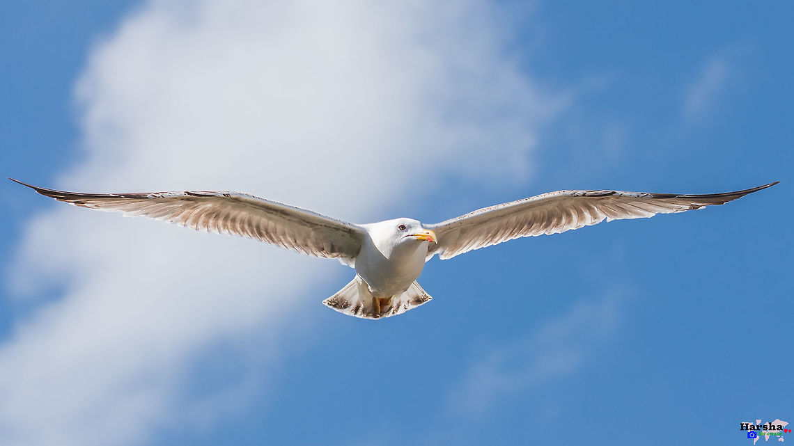 flying - European Herring Gull flying - European Herring Gull European Herring Gull,France,Geotagged,Larus argentatus,Spring