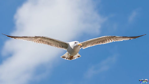 flying - European Herring Gull flying - European Herring Gull European Herring Gull,France,Geotagged,Larus argentatus,Spring