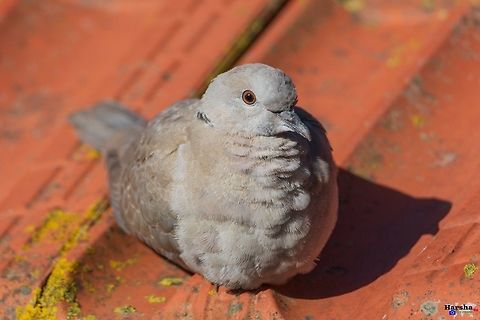 Eurasian Collared Dove Eurasian Collared Dove Eurasian collared dove,France,Geotagged,Streptopelia decaocto