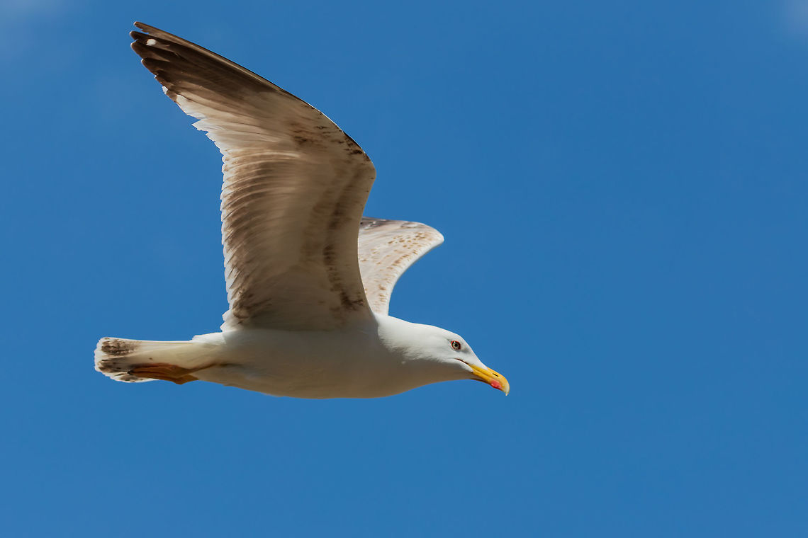 seagull European Herring Gull European Herring Gull,France,Geotagged,Larus argentatus,Spring