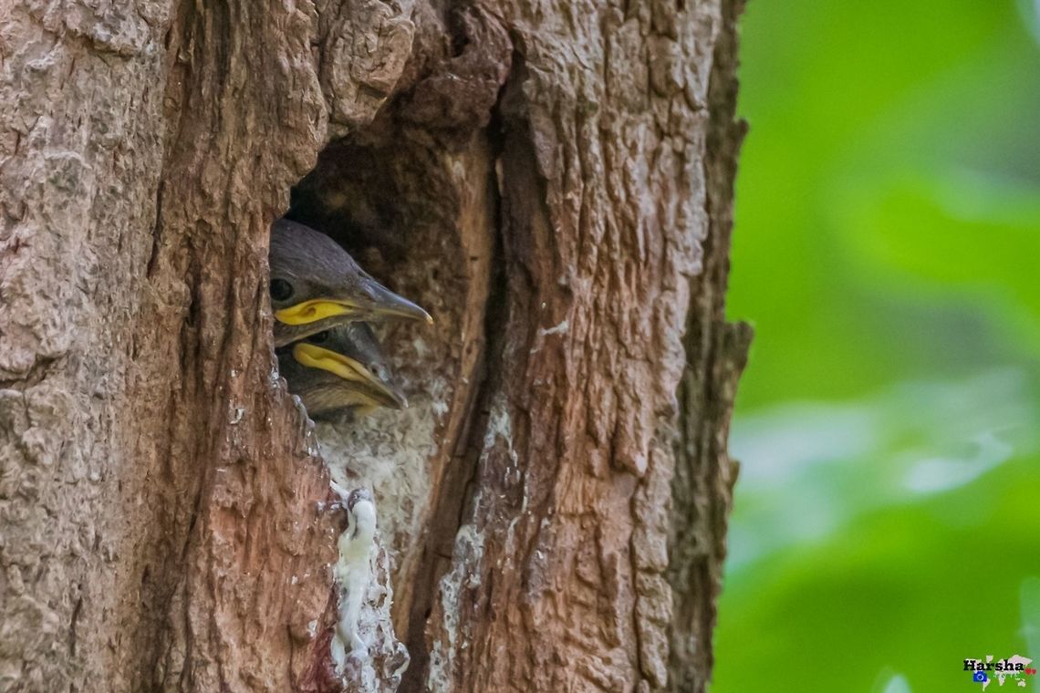 European starling kids in nest waiting for mother European starling kids in nest waiting for mother Common Starling,France,Geotagged,Sturnus vulgaris