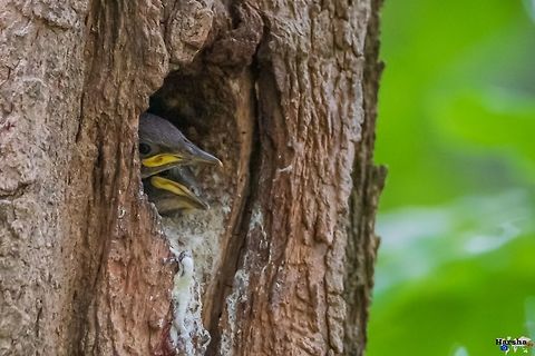 European starling kids in nest waiting for mother European starling kids in nest waiting for mother Common Starling,France,Geotagged,Sturnus vulgaris