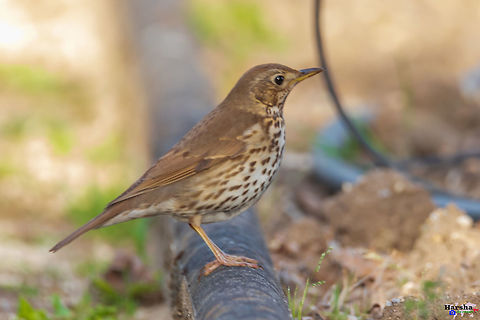 Song_Thrush-Turdus_philomelos Song_Thrush France,Geotagged,Song Thrush,Spring,Turdus philomelos