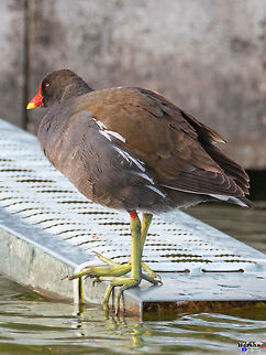 Common_Moorhen Common_Moorhen Common Moorhen,France,Gallinula chloropus,Geotagged,Spring