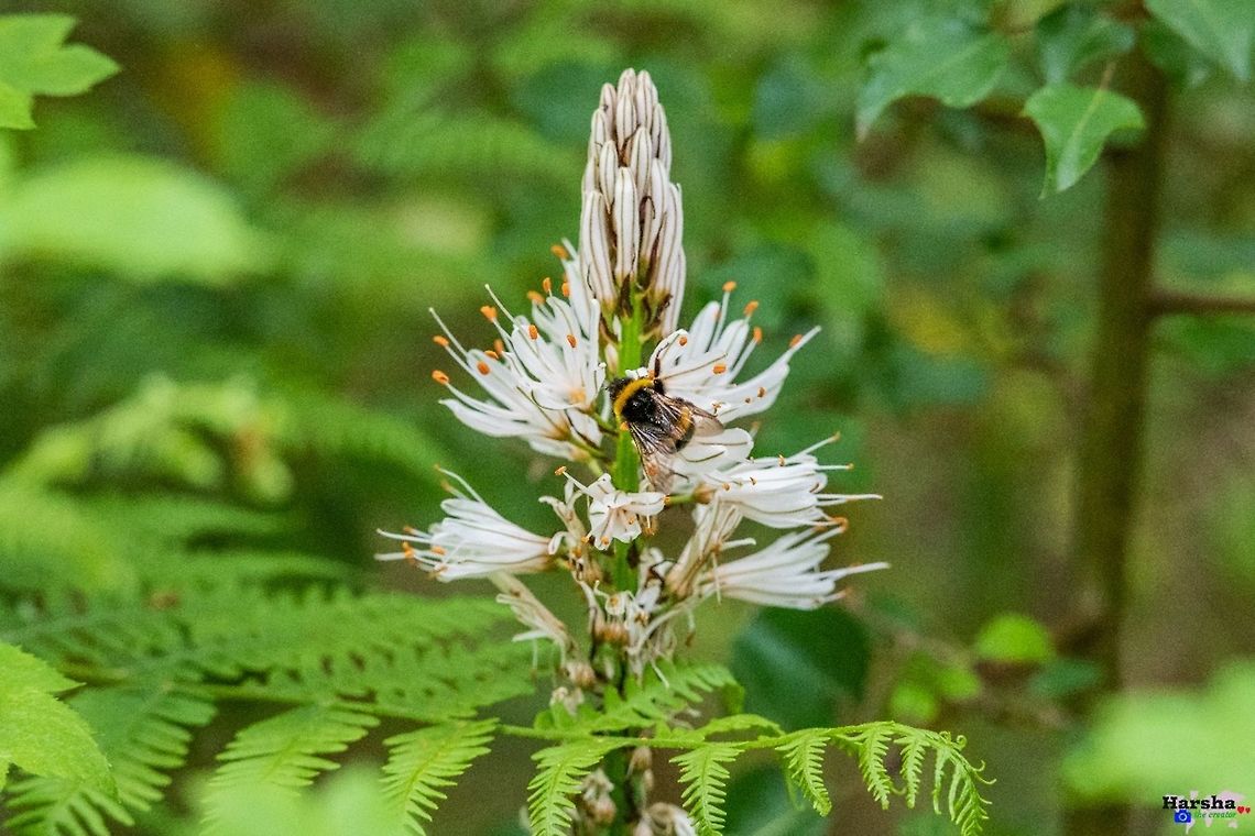 White asphodel - Asphodelus albus White asphodel - Asphodelus albus  Asphodelus albus,France,Geotagged,White asphodel