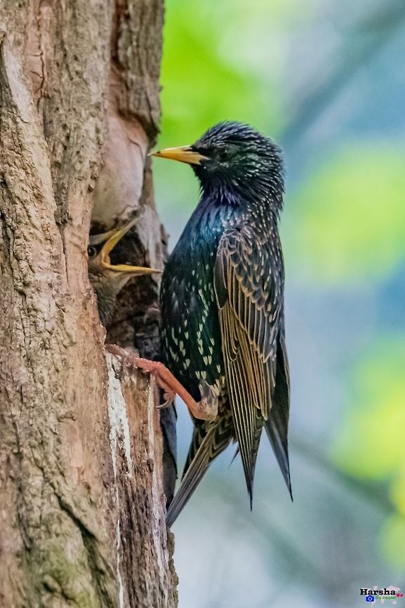 Common Starling and it kids-  Sturnus vulgaris common starling feeding kid Common Starling,France,Geotagged,Sturnus vulgaris