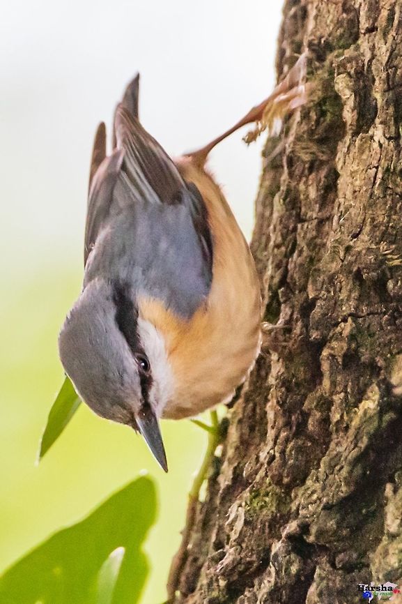Eurasian Nuthatch - Sitta europaea Eurasian Nuthatch - Sitta europaea Eurasian Nuthatch,France,Geotagged,Sitta europaea