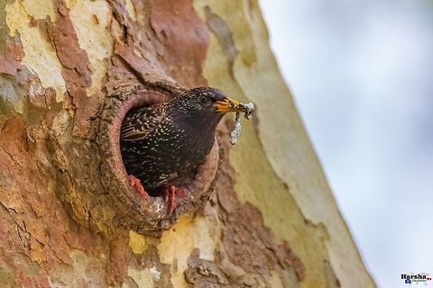 Common Starling cleaning it's home Common Starling cleaning it's home  Common Starling,France,Geotagged,Sturnus vulgaris