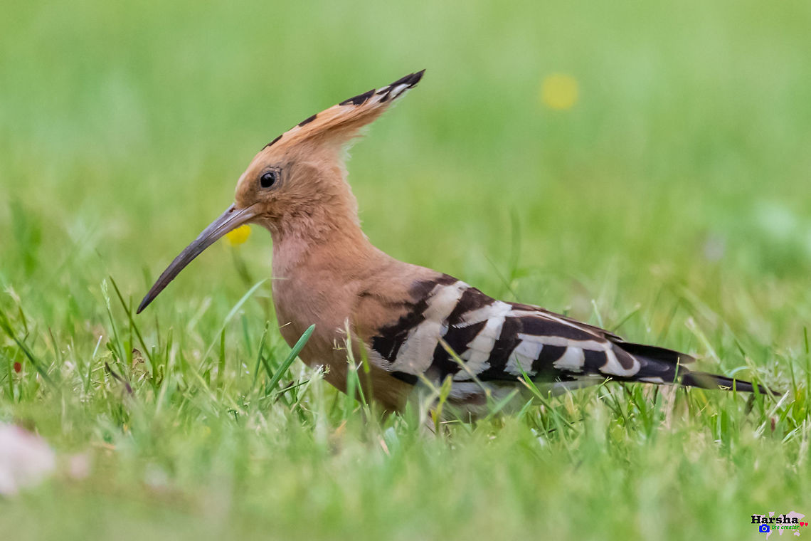 Hoopoe - Upupa epops Hoopoe - Upupa epops France,Geotagged,Hoopoe,Spring,Upupa epops