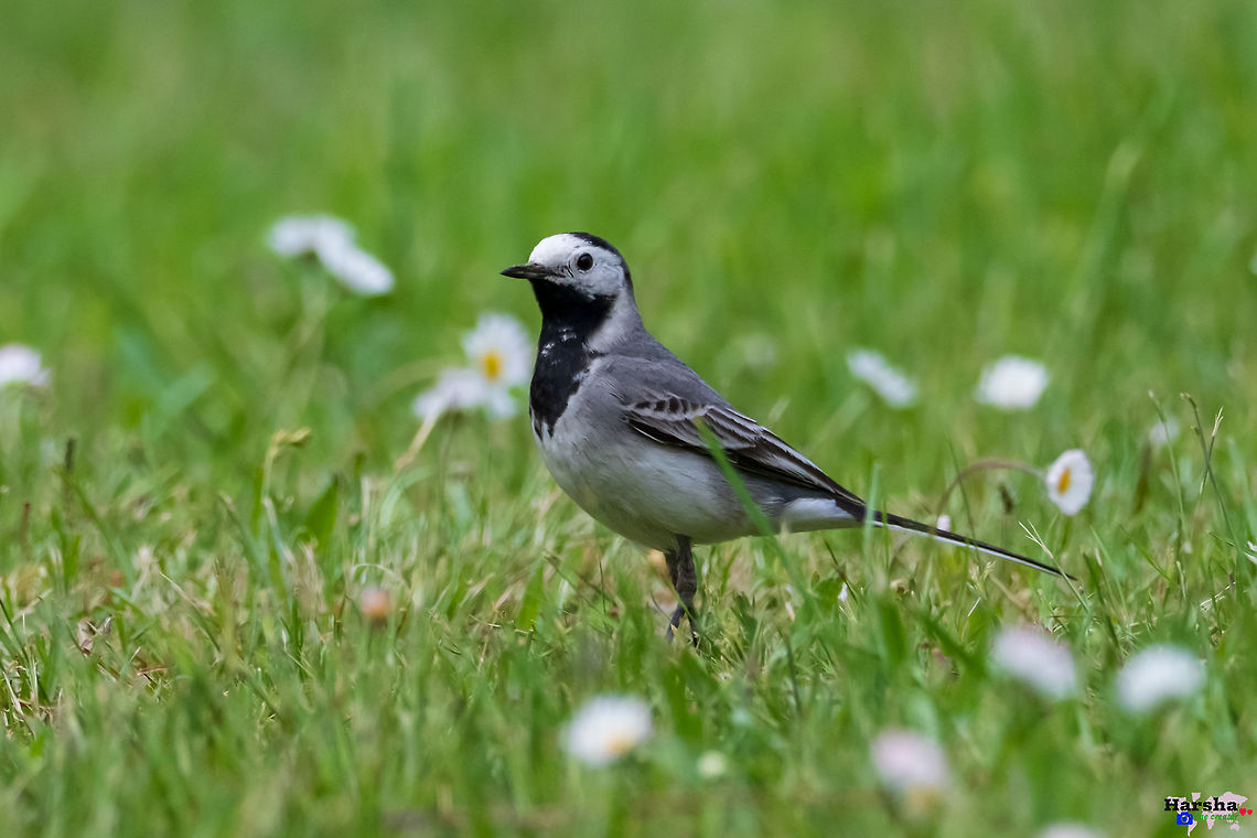 White wagtail - Motacilla alba White_wagtail - Motacilla alba France,Geotagged,Motacilla alba,Spring,White wagtail