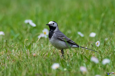 White wagtail - Motacilla alba White_wagtail - Motacilla alba France,Geotagged,Motacilla alba,Spring,White wagtail