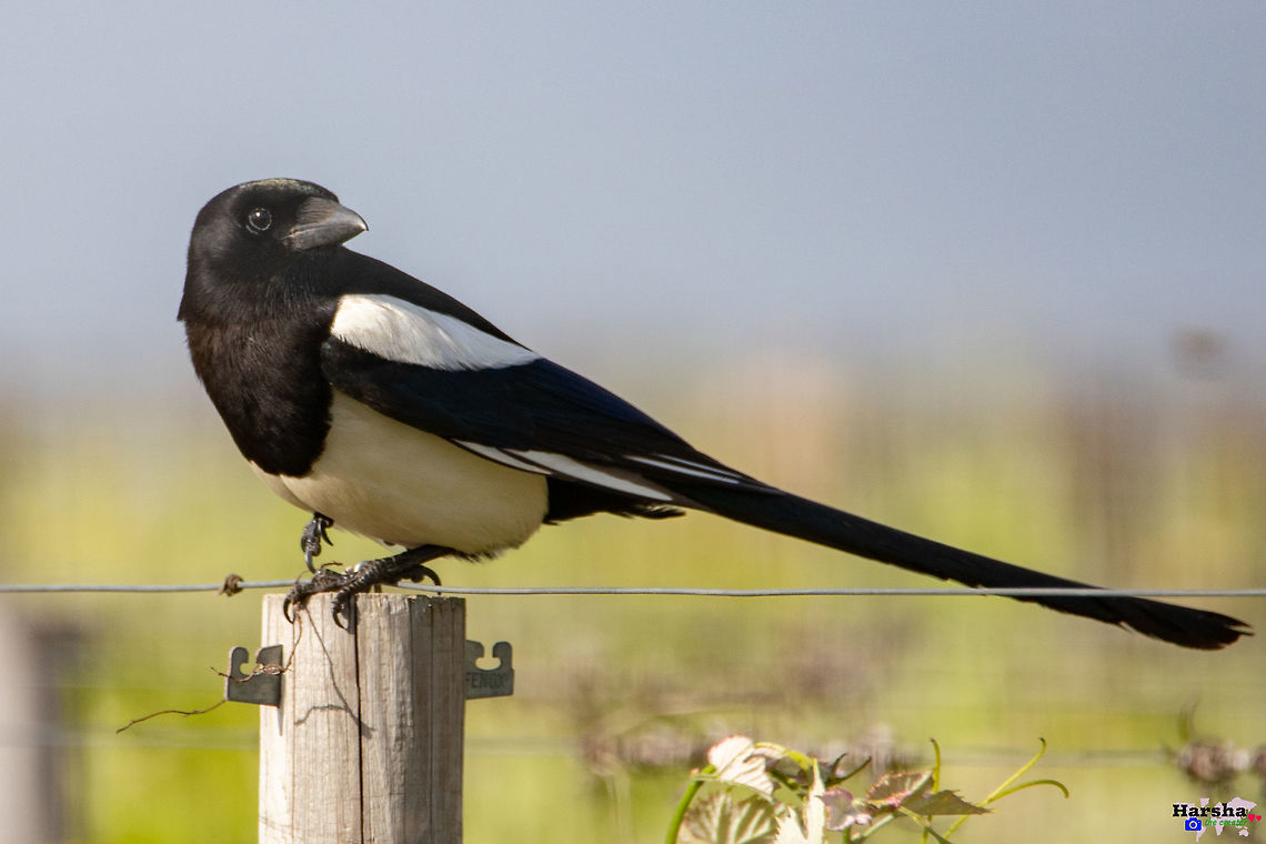Eurasian magpie - Pica pica Eurasian magpie<br />
Pica pica Eurasian magpie,France,Geotagged,Pica pica,Spring